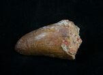Large Cretaceous Fossil Crocodile Tooth - Morocco #10044-1